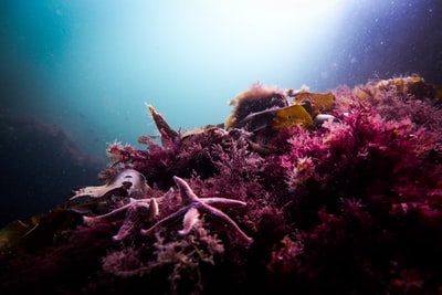 水下红珊瑚上的海星